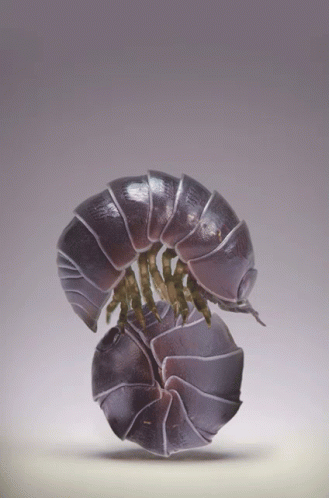 A Close Up Of A Bug That Looks Like A Snake GIF