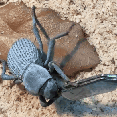 A Close Up Of A Bug With A Pair Of Scissors GIF