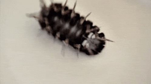 A Close Up Of A Bug With Spikes On It 'S Body GIF