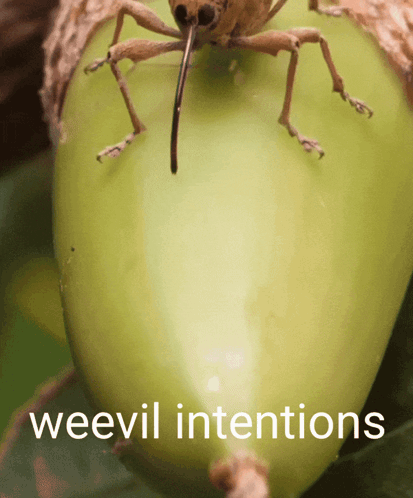 A Close Up Of A Bug With The Words Weevil Intentions Written Below It GIF