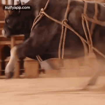A Close Up Of A Bull Tied Up With Ropes And Walking On A Dirt Road . GIF