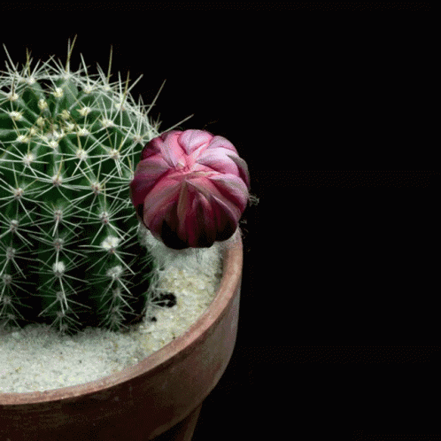 A Close Up Of A Cactus With A Red Flower In Front Of It GIF