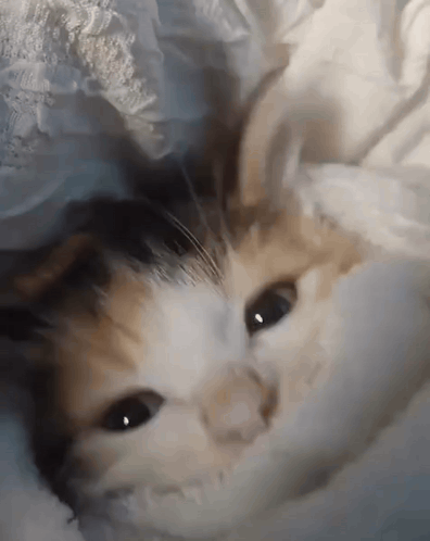 a close up of a calico cat laying under a white blanket