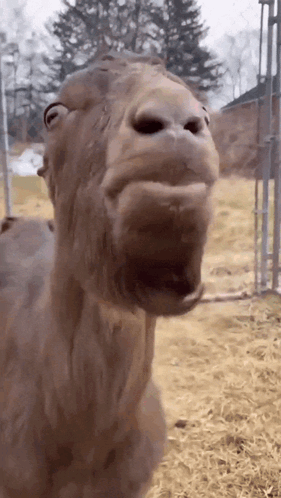 A Close Up Of A Camel 'S Face With Its Mouth Open GIF