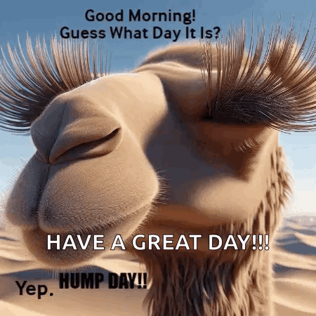 A Close Up Of A Camel 'S Face With Long Eyelashes And The Words `` Good Morning ! '' GIF