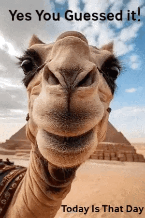 A Close Up Of A Camel 'S Face With The Words `` Yes You Guessed It ! '' GIF