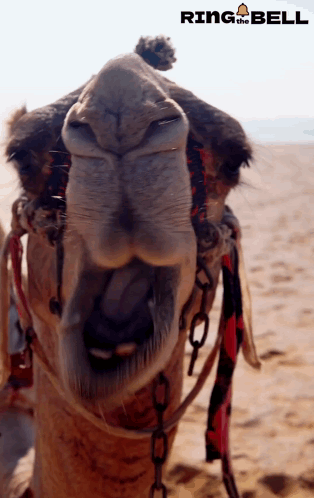 A Close Up Of A Camel 'S Nose With Ring The Bell Written On The Bottom GIF