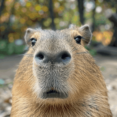 A Close Up Of A Capybara Looking At The Camera With Trees In The Background GIF