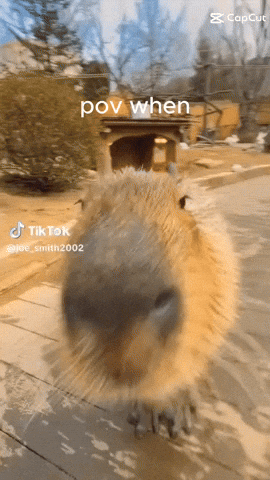 A Close Up Of A Capybara 'S Face With The Caption Pov When GIF