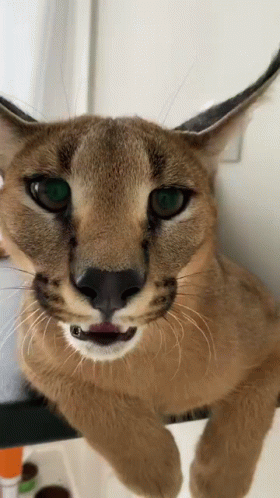 A Close Up Of A Caracal Cat Looking At The Camera With Its Tongue Out . GIF