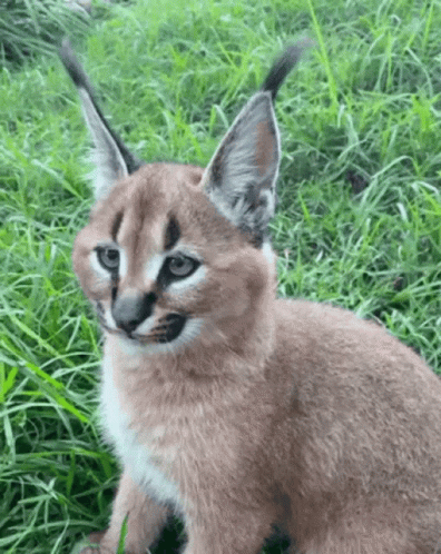 A Close Up Of A Caracal In The Grass GIF