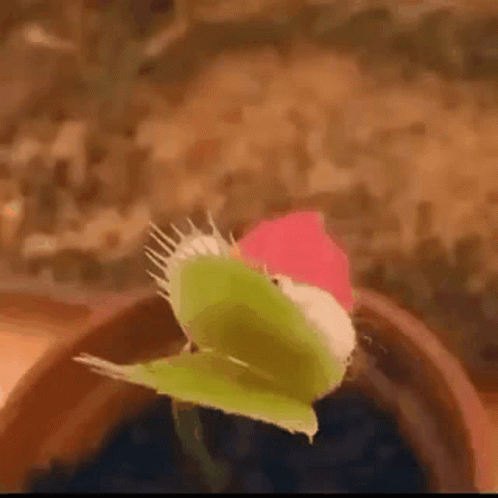 A Close Up Of A Carnivorous Plant That Looks Like A Bird Eating A Flower . GIF