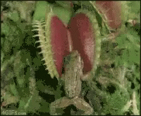 A Close Up Of A Carnivorous Plant With 4Gifs.com On The Bottom GIF
