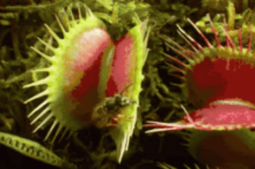 A Close Up Of A Carnivorous Plant With A Bug In It . GIF