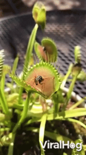 A Close Up Of A Carnivorous Plant With A Bug Inside Of It GIF
