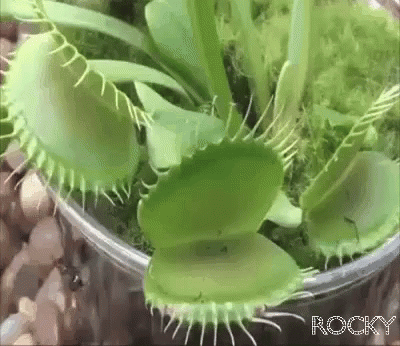 A Close Up Of A Carnivorous Plant With Rocky Written On The Bottom Right GIF