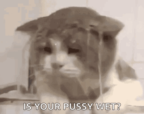 A Close Up Of A Cat Asking Is Your Pussy Wet ? GIF