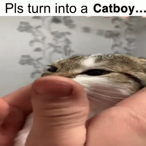 A Close Up Of A Cat Being Held By A Person With The Caption Pls Turn Into A Catboy GIF