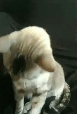 A Close Up Of A Cat Cleaning Itself On A Bed . GIF