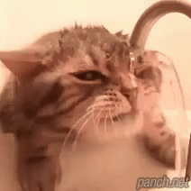 A Close Up Of A Cat Drinking Water From A Faucet . GIF