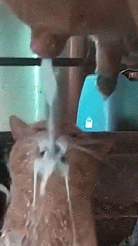 A Close Up Of A Cat Drinking Water From A Fountain . GIF