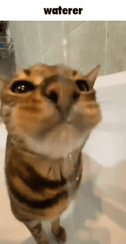 A Close Up Of A Cat Drinking Water With The Word Waterer Below It GIF