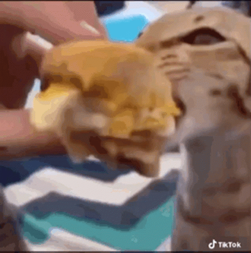 a close up of a cat eating a hamburger with cheese .