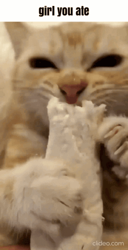 A Close Up Of A Cat Eating A Piece Of Tissue Paper GIF