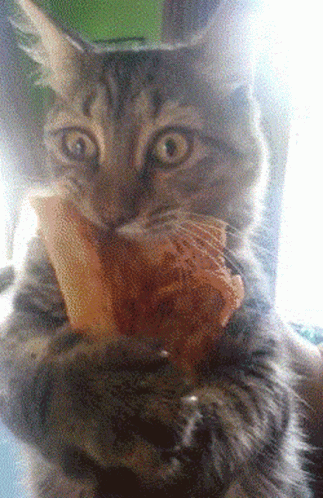 A Close Up Of A Cat Eating A Sandwich GIF