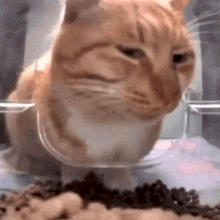 A Close Up Of A Cat Eating Food From A Glass Bowl . GIF