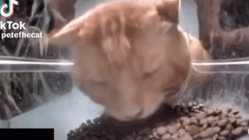 A Close Up Of A Cat Eating Food From A Plastic Container . GIF