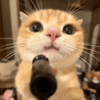 A Close Up Of A Cat Holding A Black Object In Its Paws . GIF