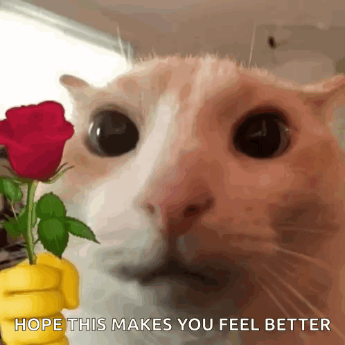 A Close Up Of A Cat Holding A Red Rose With The Words Hope This Makes You Feel Better Below It . GIF