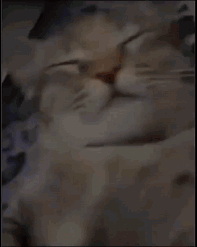 A Close Up Of A Cat Laying Down With Its Eyes Closed . GIF