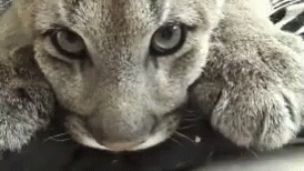 A Close Up Of A Cat Laying Down With Its Head On A Table Looking At The Camera . GIF