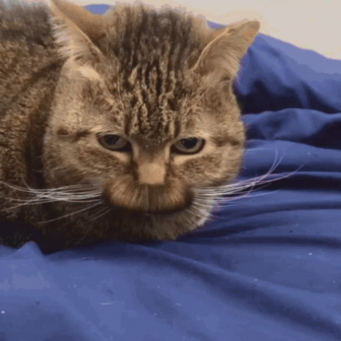 A Close Up Of A Cat Laying On A Bed GIF