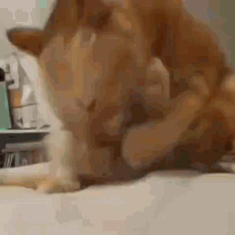 A Close Up Of A Cat Laying On A Bed Cleaning Itself . GIF