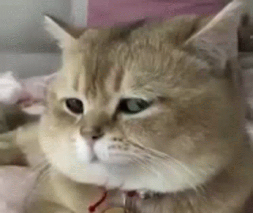 A Close Up Of A Cat Laying On A Bed With A Collar On . GIF