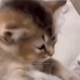 A Close Up Of A Cat Laying On A Bed With A Person . GIF