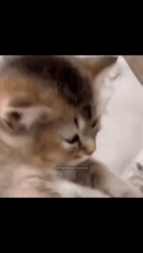 A Close Up Of A Cat Laying On A Bed With Its Eyes Closed . GIF