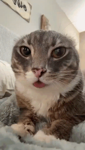 A Close Up Of A Cat Laying On A Bed With Its Tongue Sticking Out GIF
