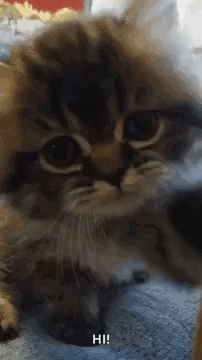 A Close Up Of A Cat Laying On A Bed With The Words Hi Written On The Bottom . GIF