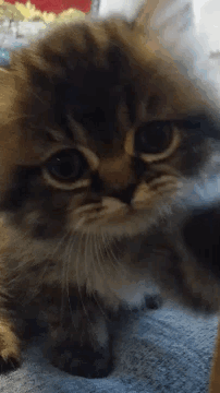 A Close Up Of A Cat Laying On A Blanket Looking At The Camera GIF