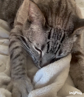A Close Up Of A Cat Laying On A Blanket With Imgplay Written On The Bottom GIF