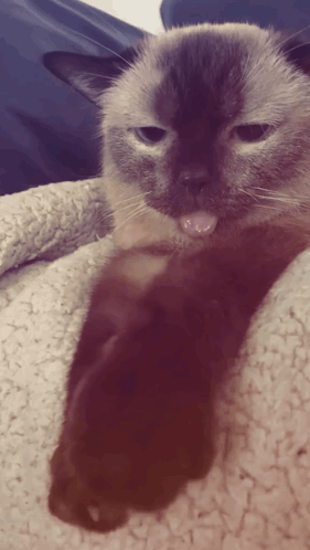 A Close Up Of A Cat Laying On A Blanket With Its Tongue Out GIF
