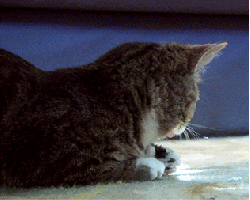 A Close Up Of A Cat Laying On A Carpet With A Blue Background GIF
