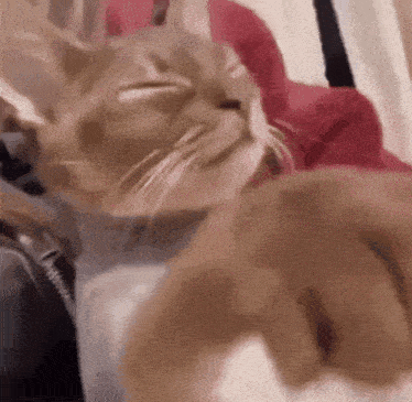 a close up of a cat laying on a couch with its eyes closed