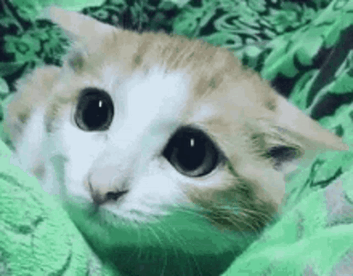 A Close Up Of A Cat Laying On A Green Blanket Looking At The Camera . GIF