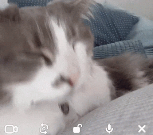 A Close Up Of A Cat Laying On A Person 'S Lap With A Microphone Icon In The Corner GIF