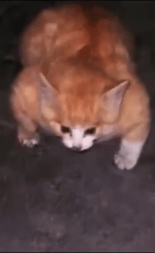 A Close Up Of A Cat Laying On Its Back On A Black Surface . GIF